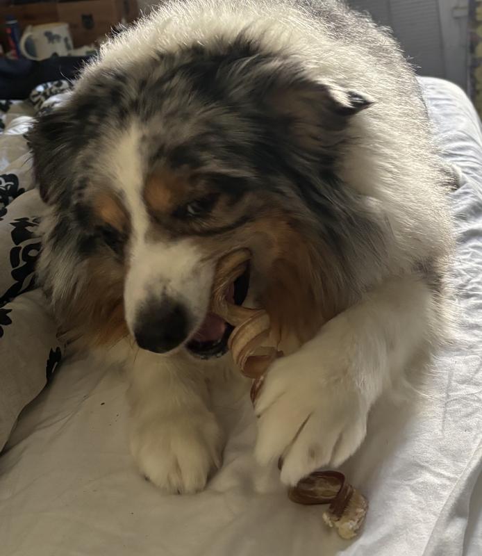 My mini Aussie loving the bone!