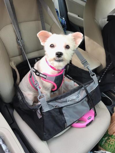 Bella in car seat