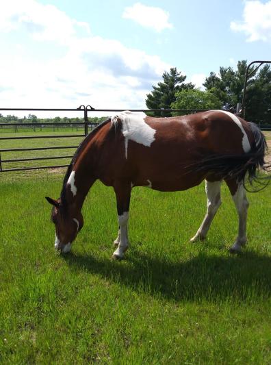 Sadie is the sweetest horse I have ever known.