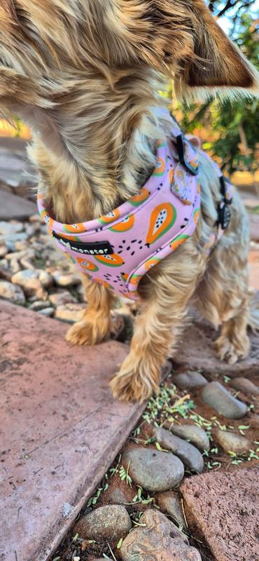 Looking good in my new harness