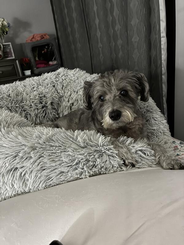 Love my new CHEWY BED ❤️❤️