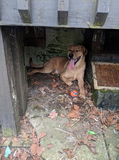 An exhausted Colby retreats under the deck with his Chuckit ball