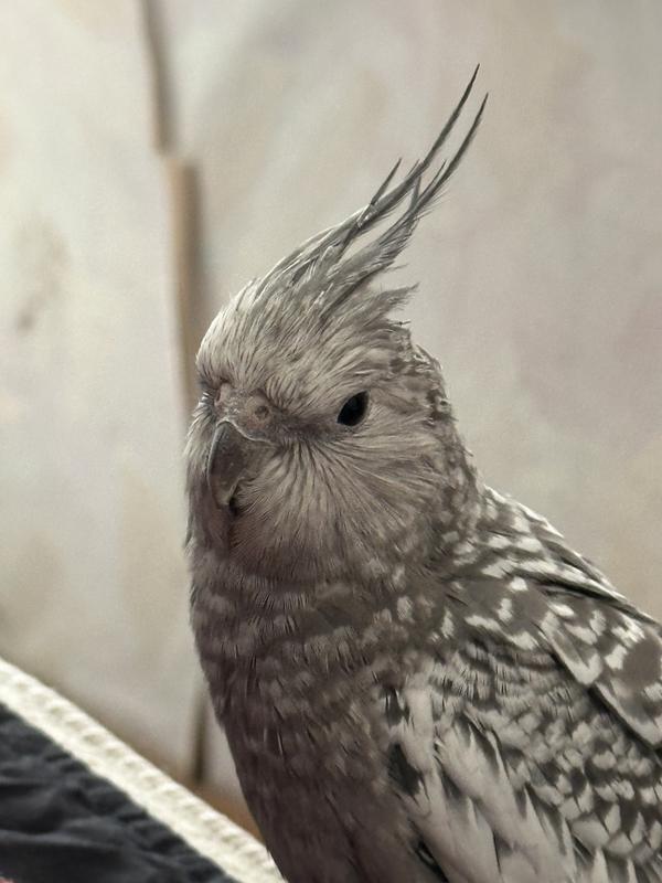 Birby