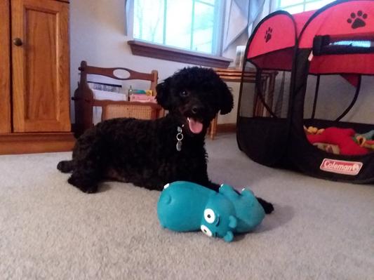 Coleman on sale dog toys