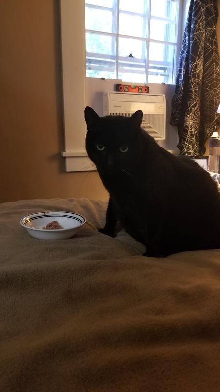 He will only eat it if there are no other options