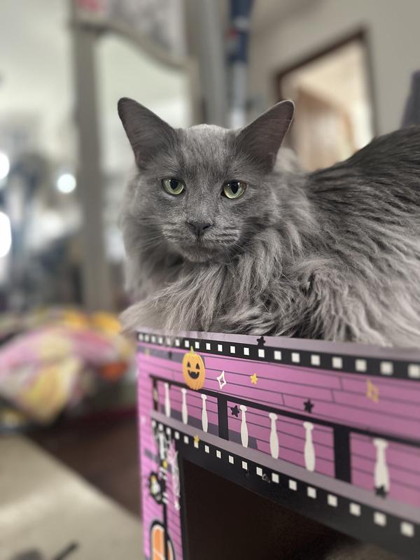 This is Arthur, he’s a whiner and a lover. 🩶