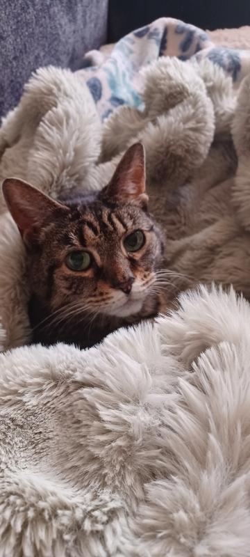 I love my Mommy and her snuggles