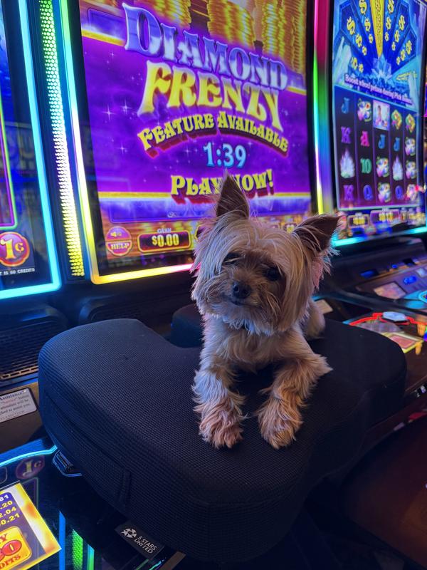 Finley at the smoke free casino in Gulfport Mississippi