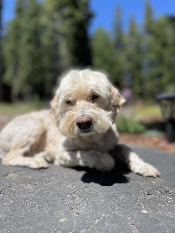 Forest the 15 year old cockapoo