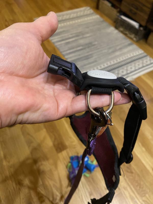 My Bichon is 12.5 lbs and I ordered the smaller of the tags.