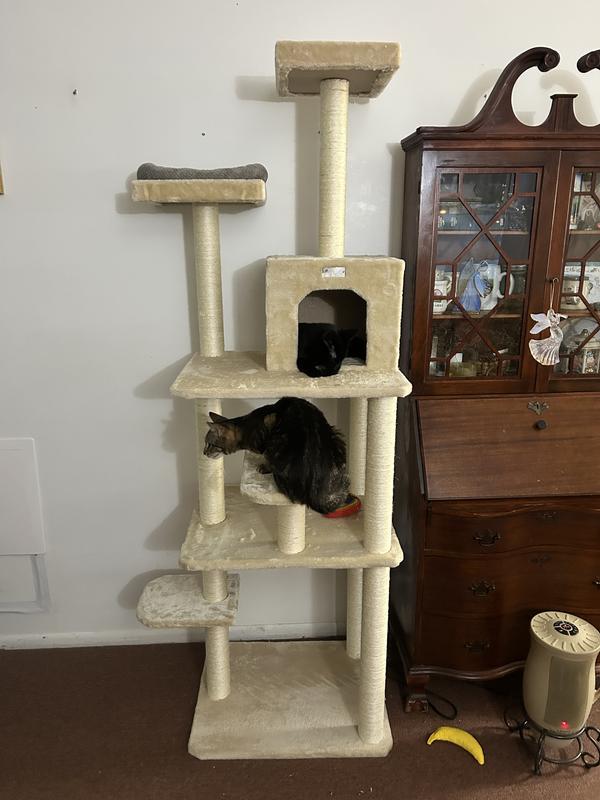This can handle four cats and they love it. Well made top quality!