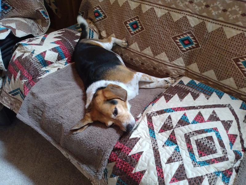 Big Sky Nap West Paw Beds Beds Not Made In China West Paw Big Sky Dog