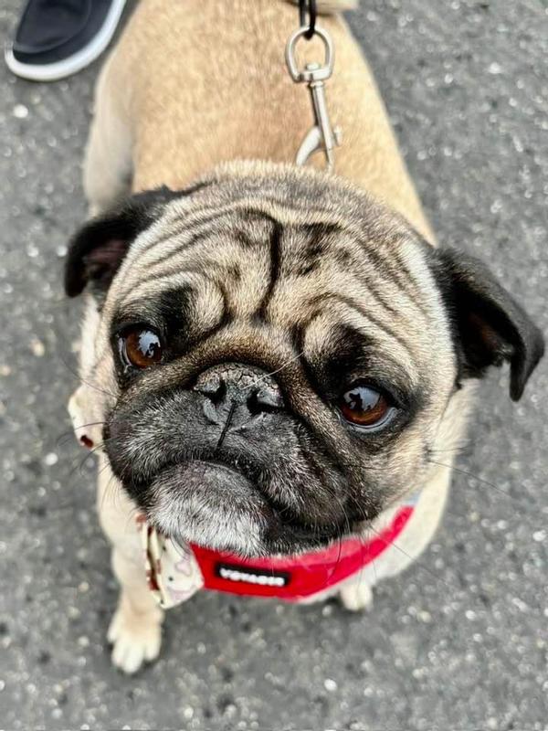 Clean wrinkles for this Pug