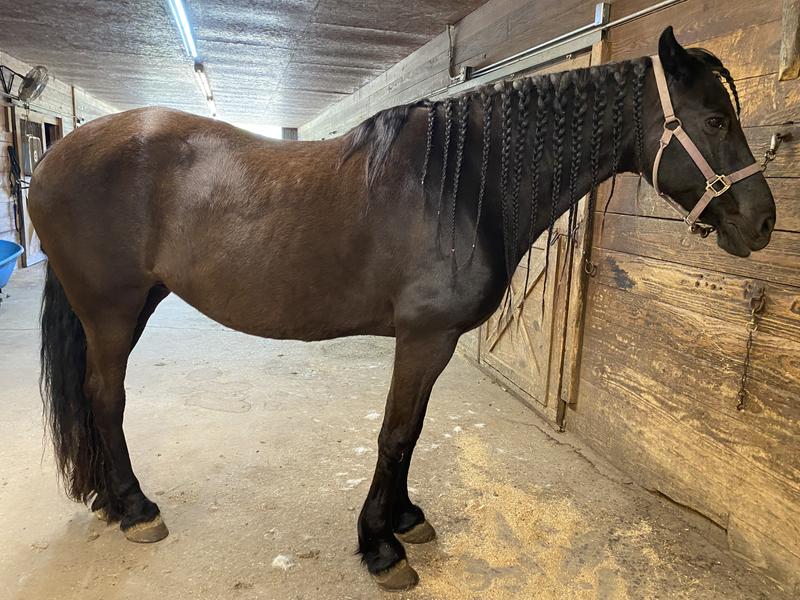 My 25 year old mare
