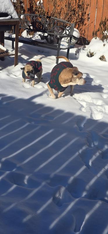 My furbabies ready for the holidays
