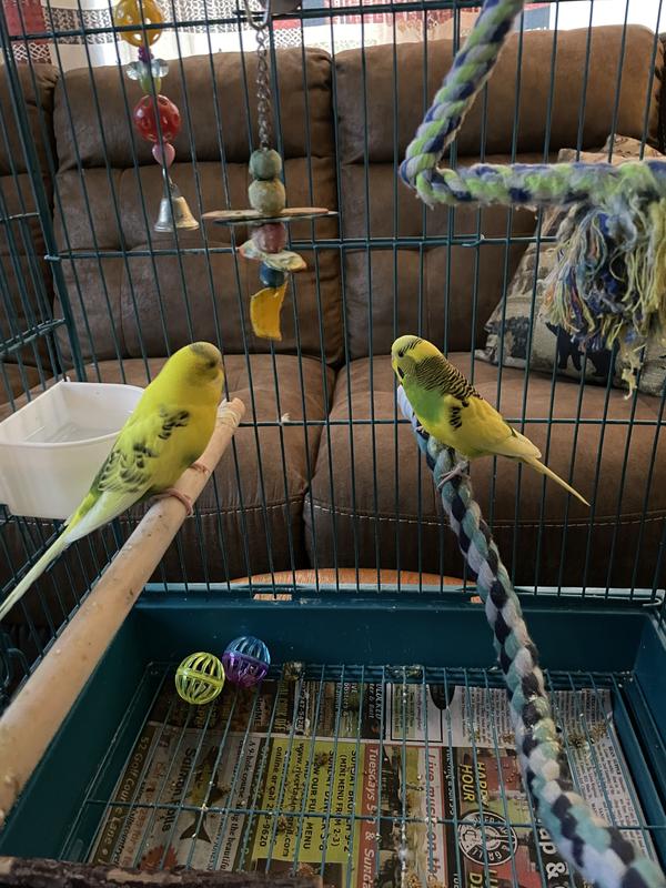 Bo on left, Peep on right