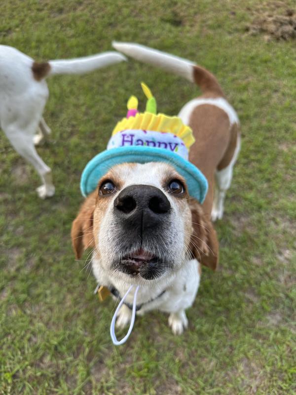Happy Birthday Amazon Dog Birthday Hat Birthday Dog Bandana Dog