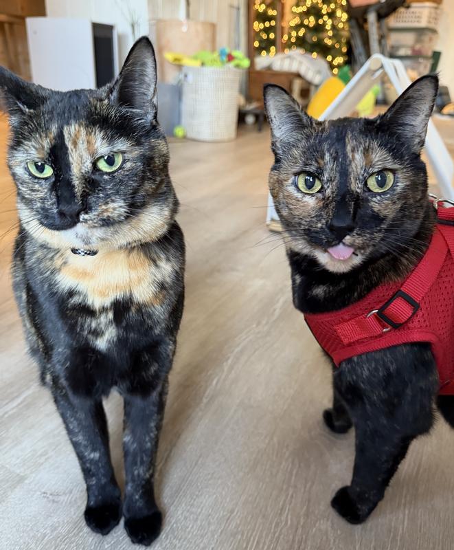 Each of my cats prefers a different style and I love both of these by TravelCat