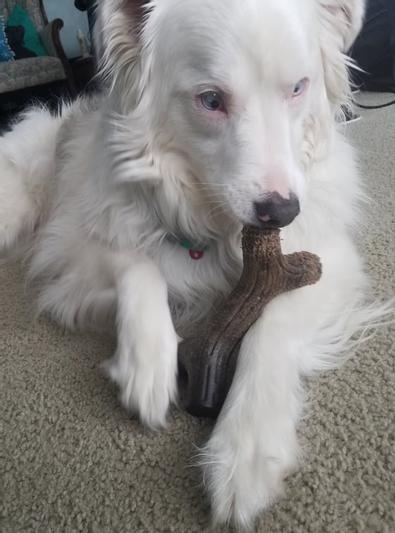 Orbit loves it