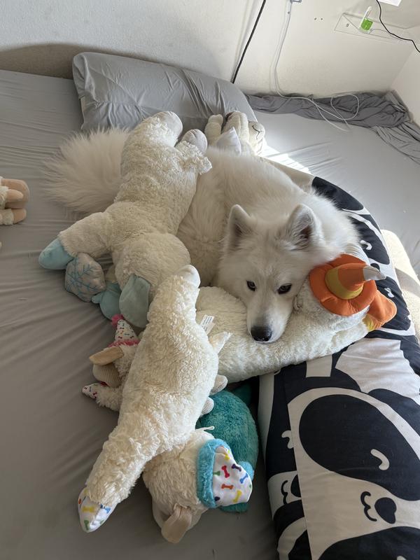 The spoiled pup herself