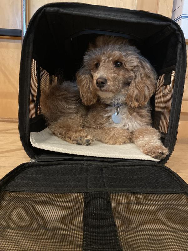 Daisy hanging in the carrier
