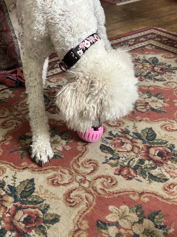 Had to get another for my girl Jazzy