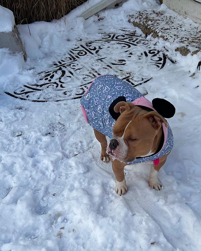 Disney Mediumweight Minnie Mouse Quilted Puffer Dog & Cat Coat