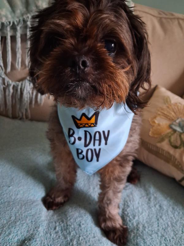 Mr Yogi you sure are handsome! 🐾😍