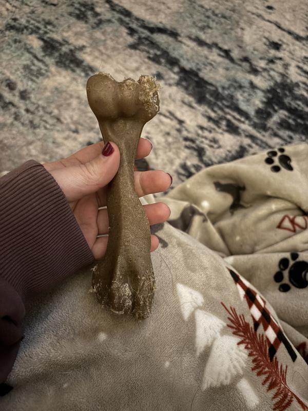 After ~2 hours of chew time with 2 Labradors, one which chews pretty intensely.