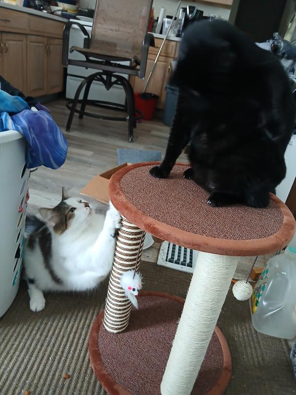 Kali and Nala enjoying their new scratching post