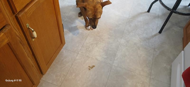 He is sitting patiently looking at the nuggets on the floor