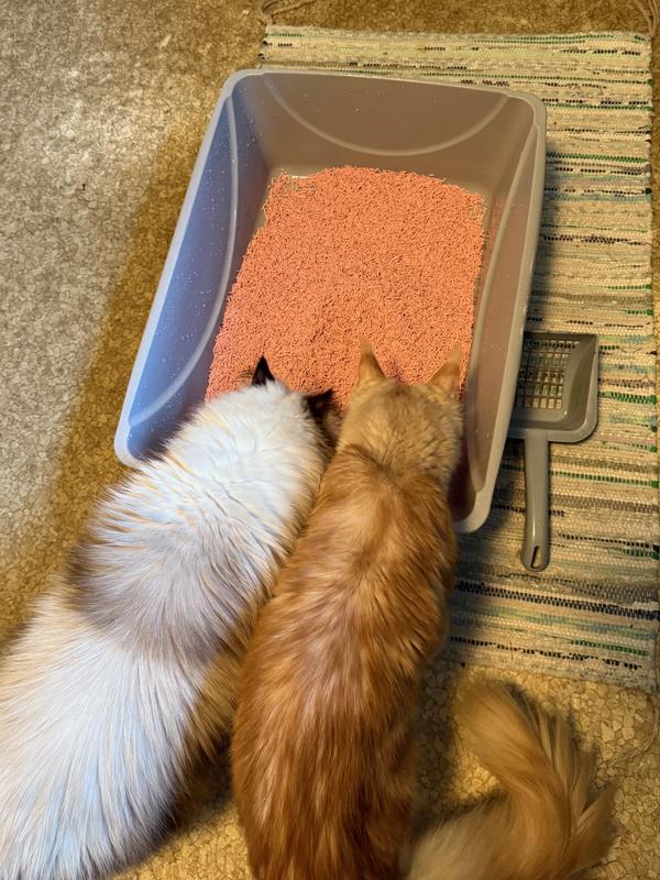 Our large cats with an oversized litterbox.  The 5.5 lb bag filled it nicely