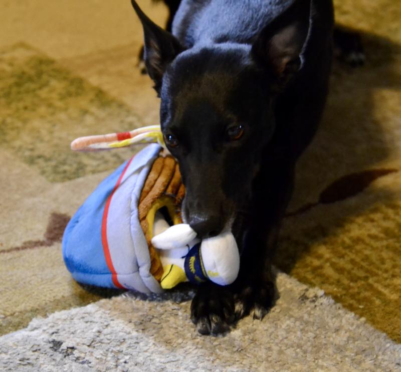 Kishka enjoying the new toy.
