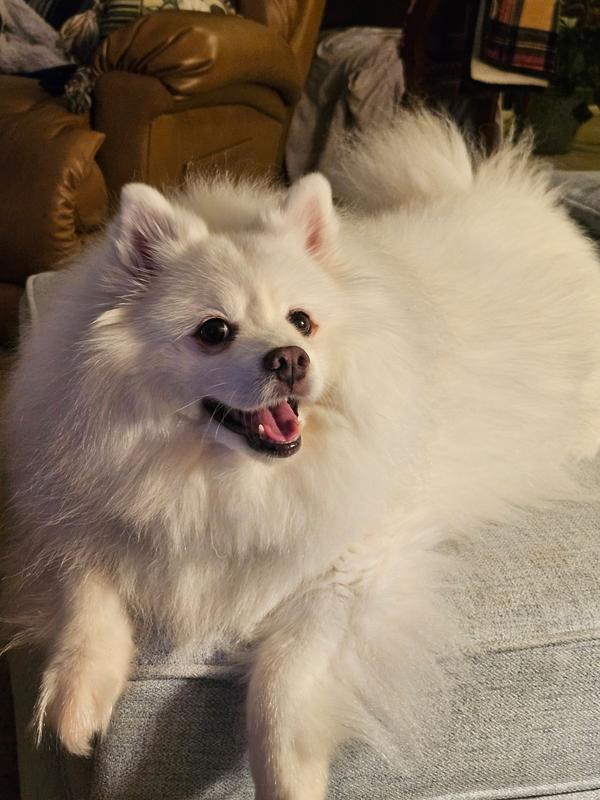 Sochi watching his dad open the new Chewy box -- excitement on his face :)