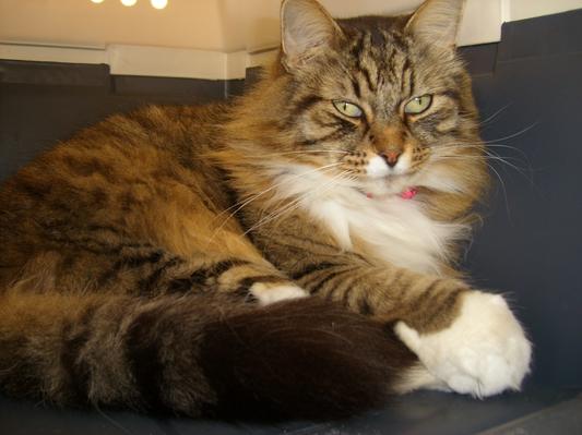 Rocky the Fierce Beast