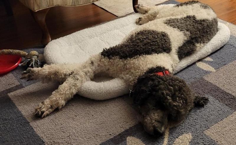 Abby loves her new sherpa crate liner even tho it isn't in the crate yet.