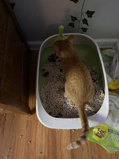 Delilah in her tidy breeze cat box