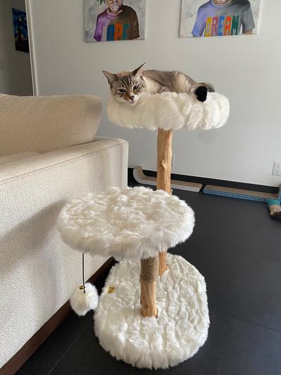 they also have this amazing cat tree!! love it too