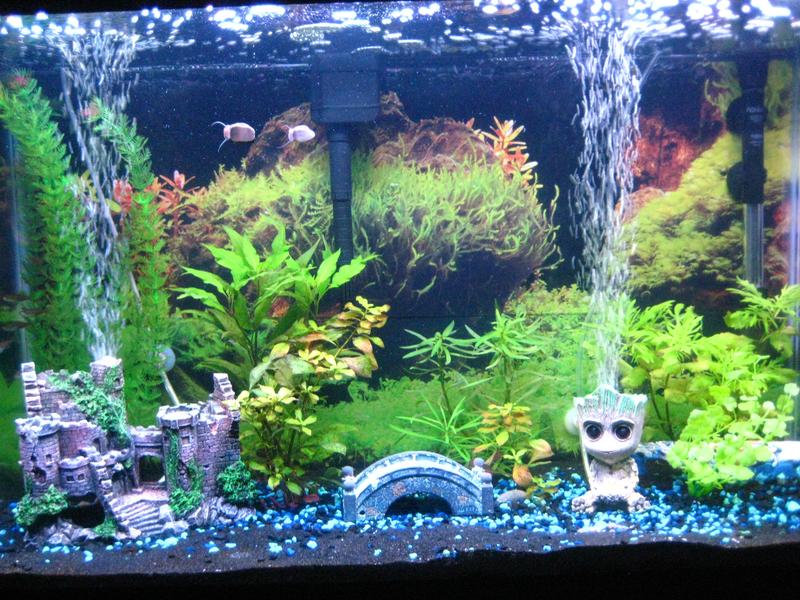 My Tank