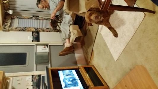 Old coot, Big Red dog and Coco enjoyed a John Wayne movie