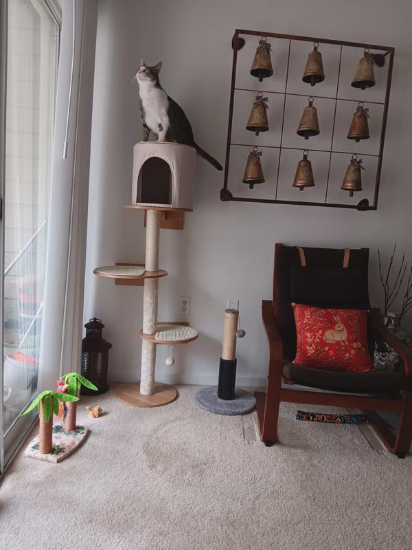 Loki checking out the new addition and loving it. He has more optional seating for bird and squirrel watching now!!!