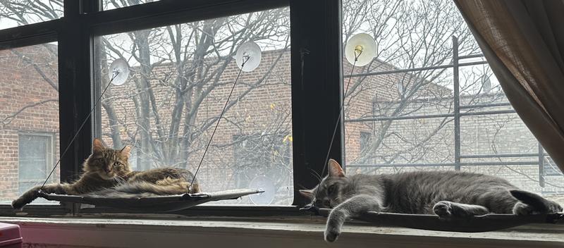 Cats on loungers