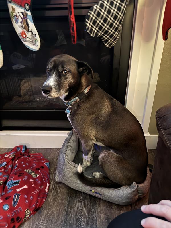 The Boston fits but the big dog sure was trying to fit 😆