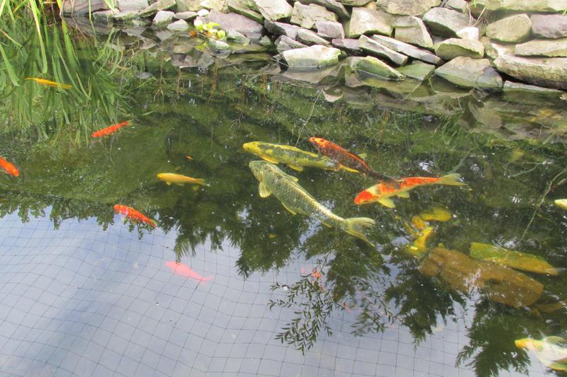 see fish, not algae