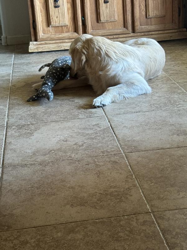 Ace loves his “Willy” the whale Shark 🐋