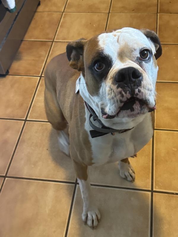 Even the scab on his nose has healed up a bit better.