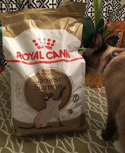 Royal canin best sale siamese kitten food