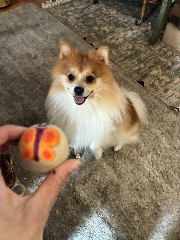 Patiently waiting for me to throw his Hustle and Blush wool ball!