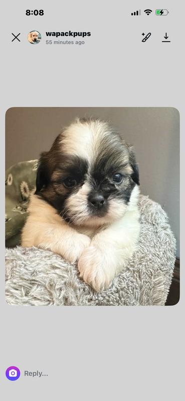 And his brother loves chewy to