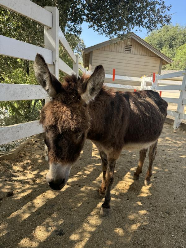 Rudi the day after he arrived